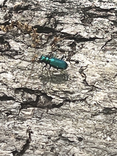 Six-spotted Tiger Beetle