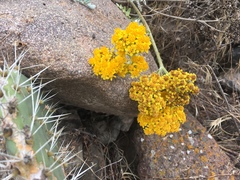 Constancea nevinii
