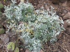 Constancea nevinii