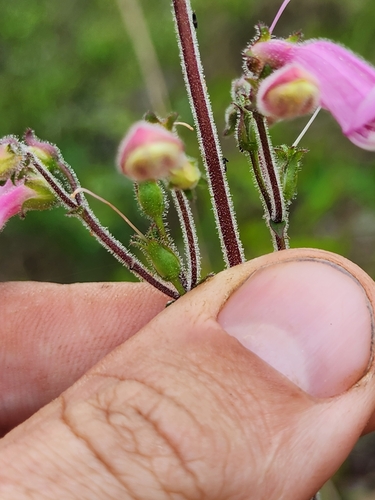 Image of Penstemon australis by (c) Scott Allen Davis, some rights reserved (CC BY)