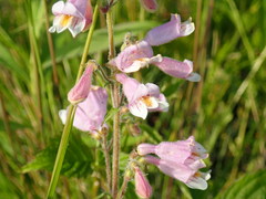 Penstemon australis