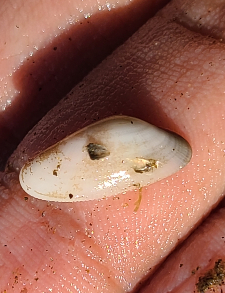 Donax gracilis