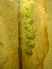 Ambystoma gracile