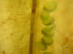 Ambystoma gracile