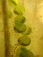 Ambystoma gracile