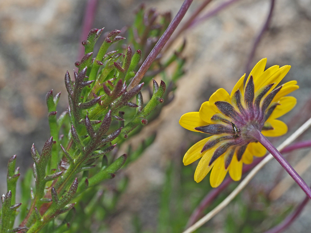 Euryops bolusii
