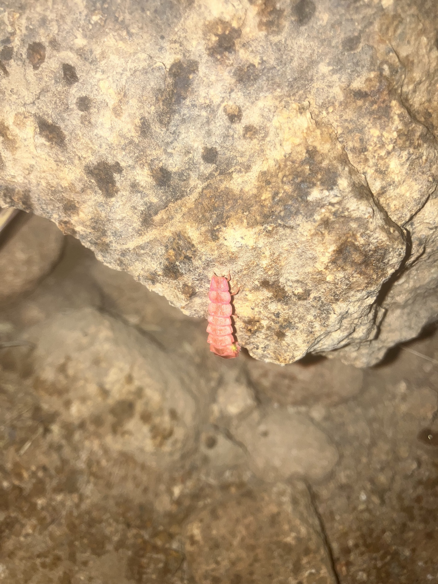 female California pink glow worm