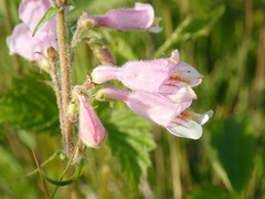 Penstemon australis