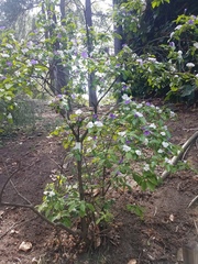Brunfelsia australis