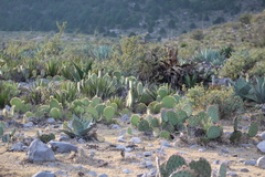Opuntia