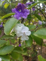Brunfelsia australis