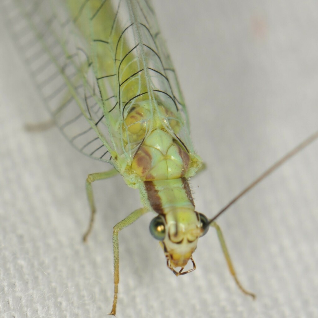 Chrysopa coloradensis