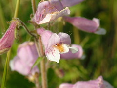 Penstemon australis