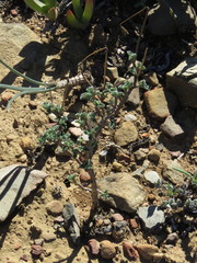 Pelargonium plurisectum