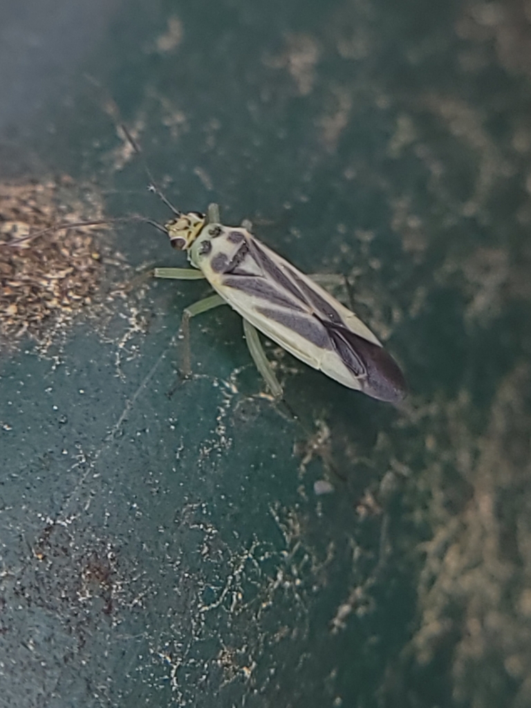 Orthotylus affinis