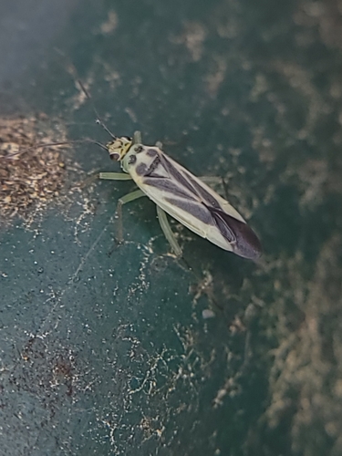 Orthotylus affinis