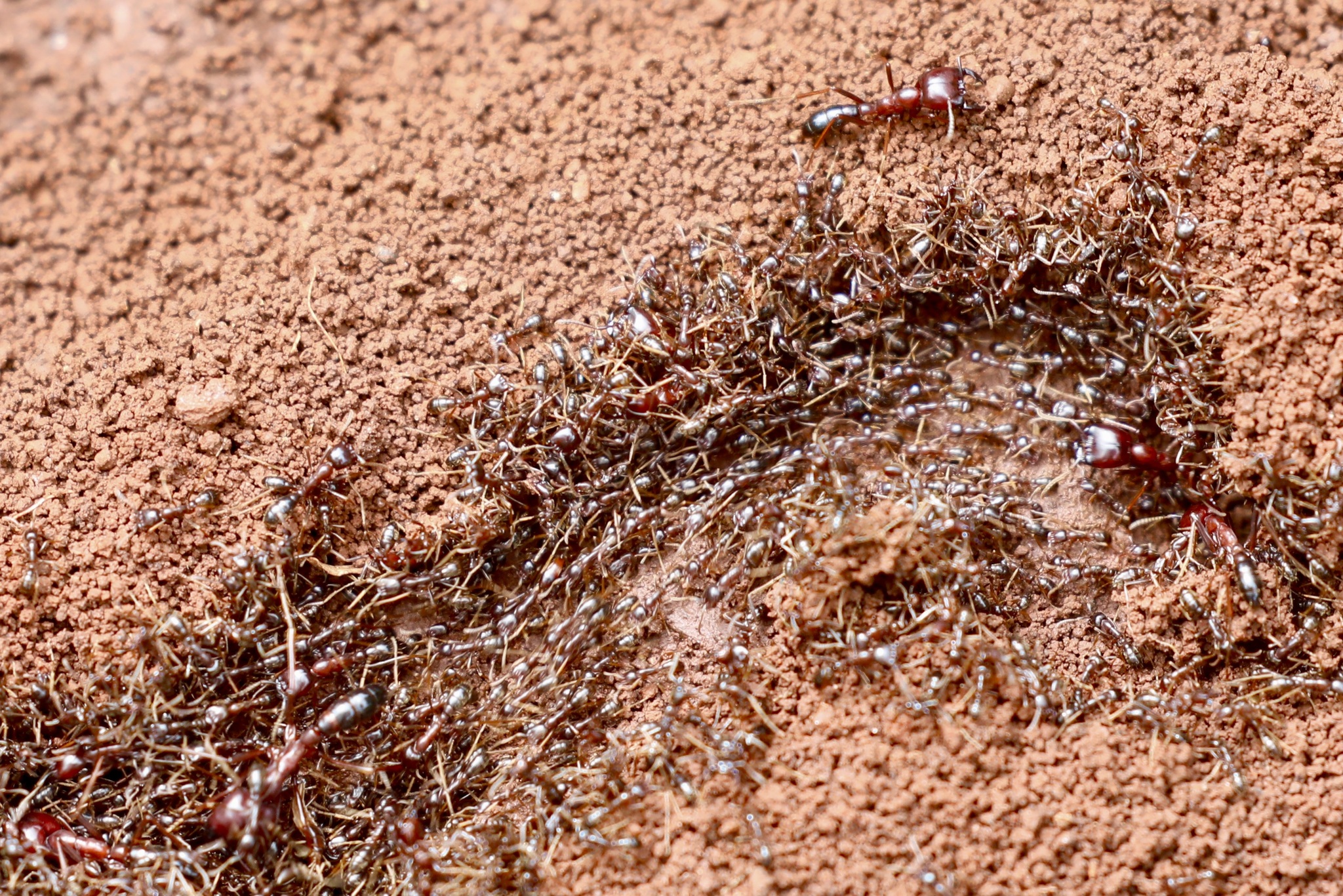 Dorylus nigricans molestus