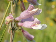 Penstemon australis