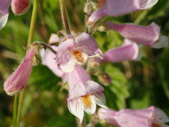 Penstemon australis