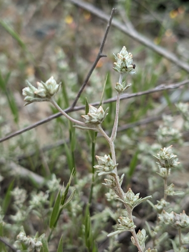 Image of Logfia filaginoides by (c) Ken-ichi Ueda, some rights reserved (CC BY)