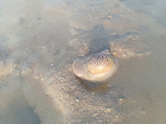 Paratectonatica tigrina