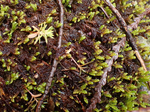 Image of Hypnum dieckii by no rights reserved