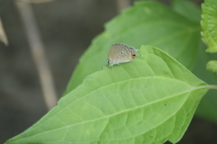 Catochrysops panormus