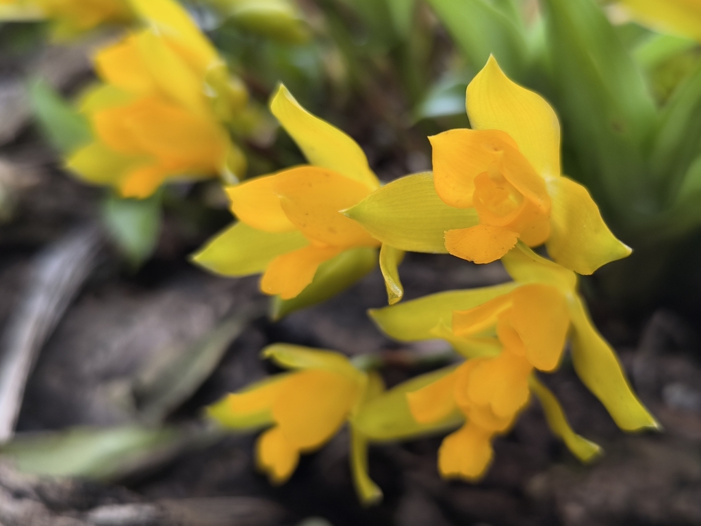 Lycaste aromatica
