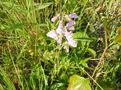 Penstemon australis