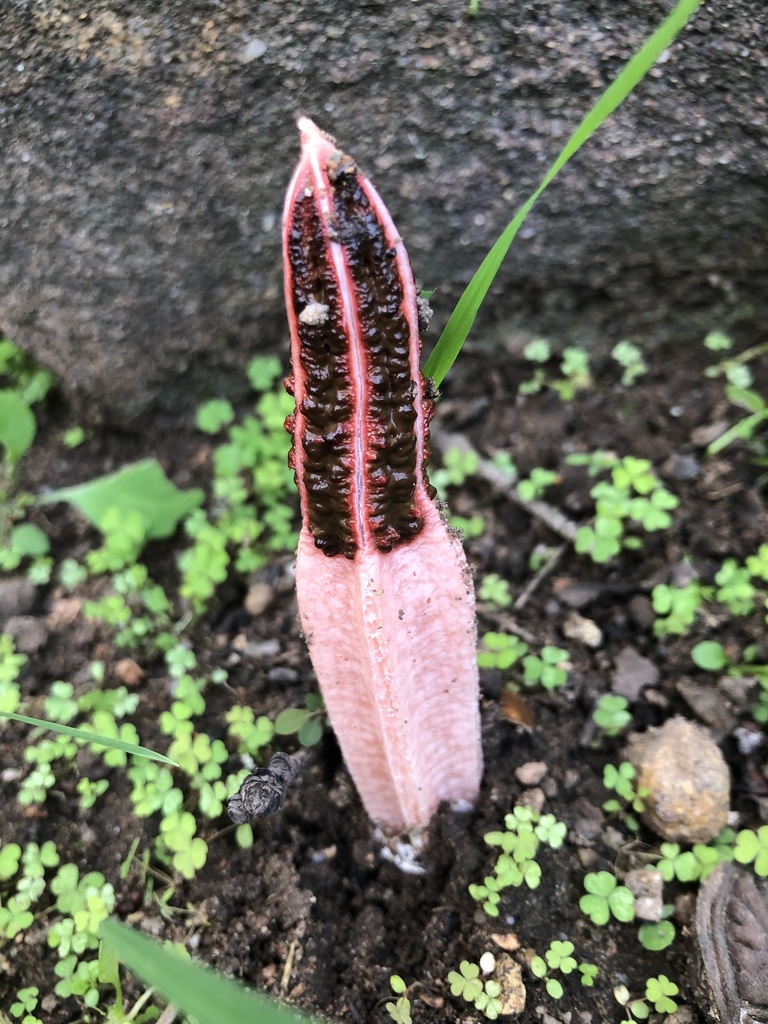 lantern stinkhorn from Freestone Ct, Warwick, QLD, AU on April 24, 2024 ...