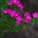 Sydney Rockrose - Photo (c) eyeweed, some rights reserved (CC BY-NC-ND)