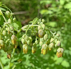 Thalictrum fendleri polycarpum