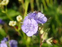 Phacelia maculata