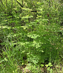 Thalictrum fendleri polycarpum