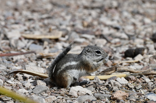 Texas Antelope Squirrel