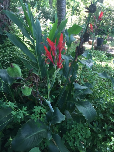 Canna indica image