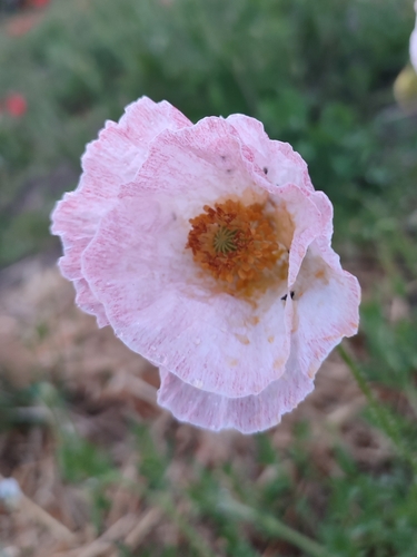 Coquelicot commun