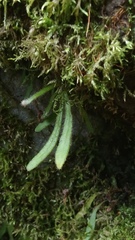 Pyrrosia linearifolia