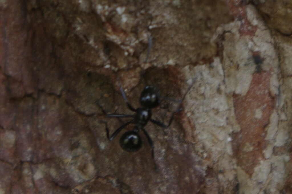 Dome-backed Spiny Ants from Maryborough QLD 4650, Australia on April 25 ...