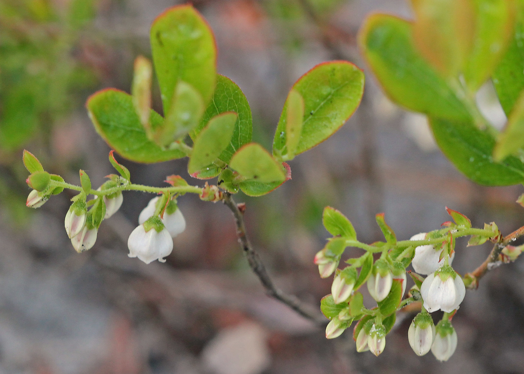 Gaylussacia dumosa