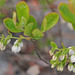 Dwarf Huckleberry - Photo (c) Mary Keim, some rights reserved (CC BY-NC-SA)