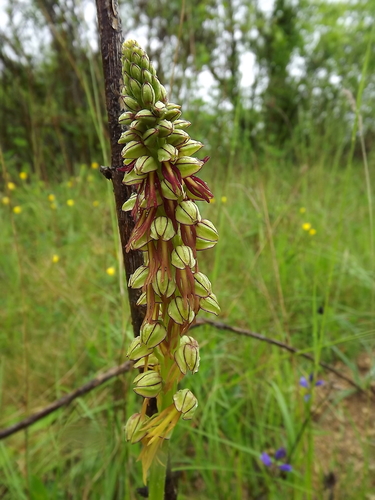 Man Orchid