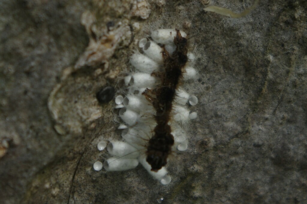 Underwing, Tiger, Tussock, and Allied Moths from Maryborough QLD 4650 ...