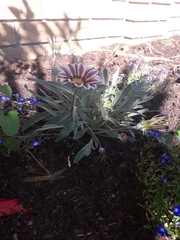 Asteraceae