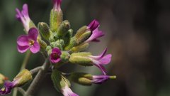 Boechera californica