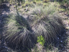 Muhlenbergia lindheimeri