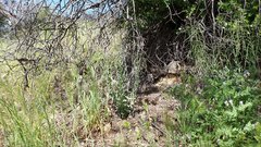 Boechera californica
