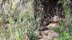 Boechera californica