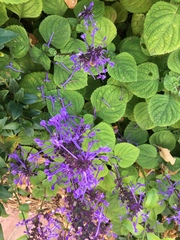 Plectranthus ambiguus