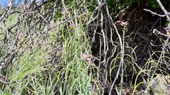 Boechera californica